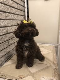 Cavapoos are wonderful with children; Cavapoo Doggies For Sale At Richmond Michigan Vip Puppies