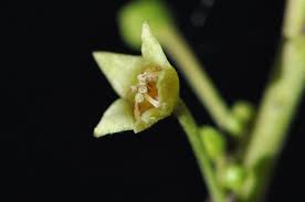 Image result for Rhamnus prinoides