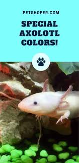 Browse & discover thousands of book titles, for less. 32 Best Axolotl Cute Ideas Axolotl Axolotl Cute Cute Animals
