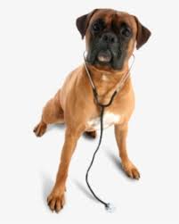 Additionally, animals are classified in many different ways, which you may learn about in this complete guide to animal classification. Dog In Chain Png Animal Vet Png Transparent Png Transparent Png Image Pngitem