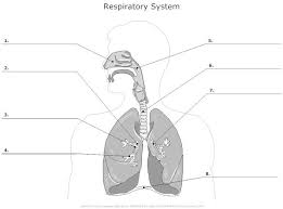 Muscular System Worksheets Bing Images School For Me Human Respiratory System Respiratory System Respiratory