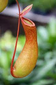 From above this is a set of carnivorous plants that originate from north and south carolina in the usa. Venus Fly Trap Pitcher Plant Weird Plants Carnivorous Plants