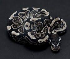 Black Axanthic Ball Python Price Ghi Sk Axanthic Ball Python Ball Python Pythons For Sale Python