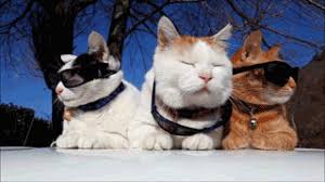 We would like to show you a description here but the site won't allow us. Cats With Glasses Gif
