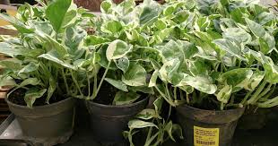 Pokok hiasan dalam rumah memang cantik, tapi kena pandai pilih jenis dan ada cara menjaganya. Pokok Hiasan Yang Sesuai Di Dalam Rumah Myrokan