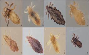 Image result for what do Mallophaga look like in dog fur