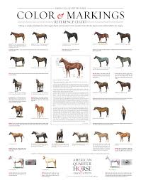 quarter horse markings and color genetics aqha horse