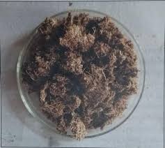 Biodegradation of Lignocellulosic Material