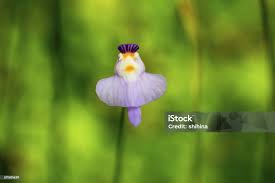 Image result for Lentibulariaceae