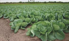 We did not find results for: Crop Farming Business Plan Pdf Feasibility Study Farming Business Crop Farming Pig Farming