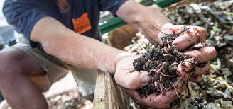 We did not find results for: Wiggle Your Way Into Worm Composting Oregon State University