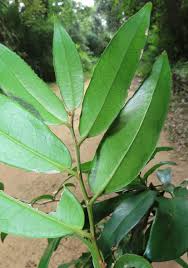 Image result for Drypetes reticulata