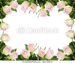 Rose cornici fiore foto sono magici fiori di rosa! Rosa Fiori Bianchi Cornice Bello Rosa Cornice Isolato Fondo Fiori Bianchi Canstock