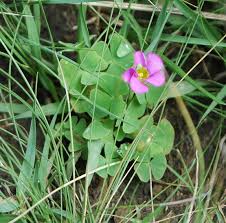 Image result for Oxalis obliquifolia