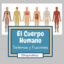 El cuerpo humano es realmente maravilloso. El Cuerpo Humano Para Ninos