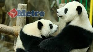 We did not find results for: Pasangan Panda Beranak Lagi Metrotv