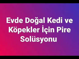 Evde Dogal Kedi Pire Solusyonu Youtube Kedi Dogal Youtube