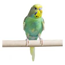 Certain scents are hard to remove—the more so when you're so used to them, you become nose blind and don't even notice. Fancy Parakeet For Sale Live Pet Birds Petsmart