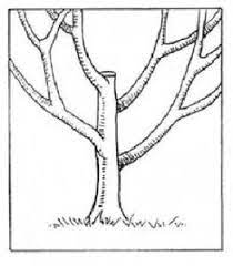Maybe you would like to learn more about one of these? Modified Central Leader May Be The Best Form For Low Input Organic Apple Orchards Trees Using This Form Can Be Long Lived Fruit Trees Grape Vine Pruning Prune