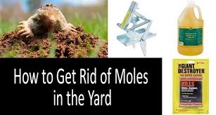 When gophers ingest the poison and die, the dead body still contains the poison, which poses. How To Get Rid Of Moles In The Yard Best Traps Poisons Repellents Buyer S Guide