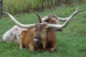 Texas Longhorn Cattle Mating Strategies Dickinson Cattle Co