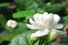 Beautiful Jasmine Flower Wallpaper Image Jasmine Flower Beautiful Jasmine Flower Flower Wallpaper