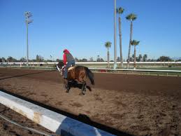 Check spelling or type a new query. Gelding Dies At Los Alamitos Track 7th Horse Fatality Since Track Put On Probation Times Of San Diego