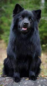 Some aspects of big dog ownership cut across all breeds. Skierfe Posing Dog Breeds Dogs Beautiful Dogs