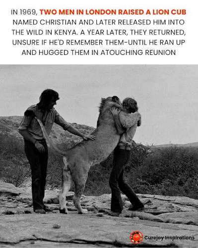 Christian the lion's heartwarming reunion with his human family