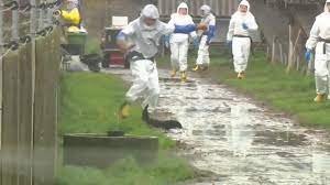 Nun müssen millionen tiere in dänemark sterben. Horror Video Aus Danemark Noch Lebende Nerze In Der Totungsbox Euronews