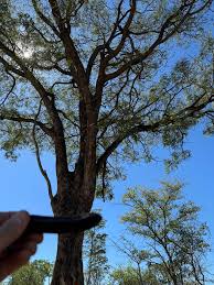 Image result for Amblygonocarpus andongensis