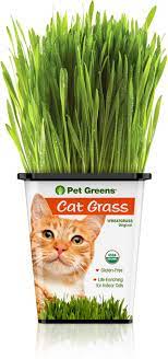 Organic Cat Grass Indoor Grass For Cats Dogs