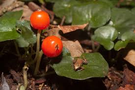 Image result for Geophila repens