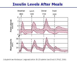 Genetically Engineered Insulin By Chloe Chang Infographic