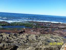 Go At Low Tide Review Of Shell Beach Tide Pools La Jolla