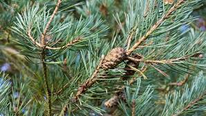 Image result for Pinus