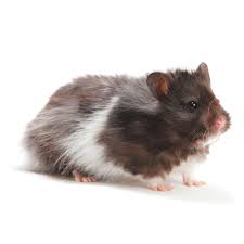 Hamsters also sometimes lose their fur due to old age. Long Haired Hamster Small Pet Hamsters Guinea Pigs More Petsmart