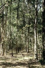 Image result for Croton dichogamus