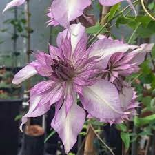 In this article, you will find all the information you need to be successful at growing these beauties. Debunking Clematis Myths Home Garden And Homestead