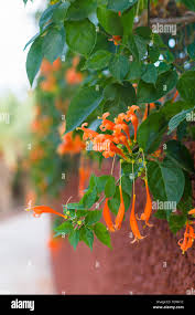 Image result for Pyrostegia