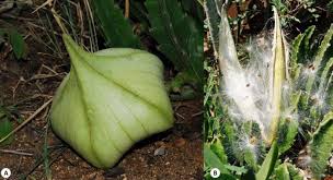 Image result for Stapelia gigantea