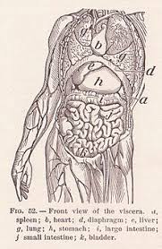 Of human anatomy and different types of motion, inspiring more realistic and energetic figurative art. Organ Biology Wikipedia