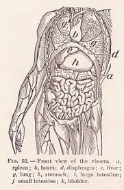 Image internal organs human body human anatomy pictures. Organ Anatomy Wikipedia