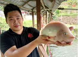 The malaysia aquafarm certification scheme is a voluntary scheme managed by the department of fisheries malaysia for aquafarmers to promote good farming practices, i.e., more responsible and environmental friendly practices at the farm level to ensure product quality and safety, consistency in production and remain competitive in the global market. Yummy Freshwater Fish Toddy In Hulu Langat The Star