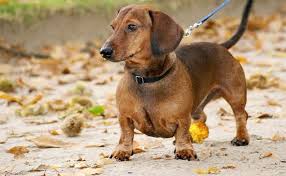 With tan points, of course. Types Of Dachshunds Smooth Long Wired Haired More