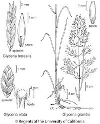 Image result for Glyceria