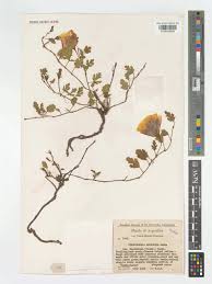 Image result for Cienfuegosia digitata