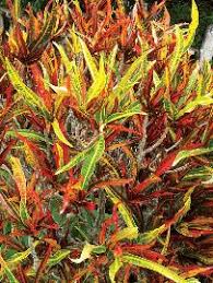 Image result for Croton kilwae