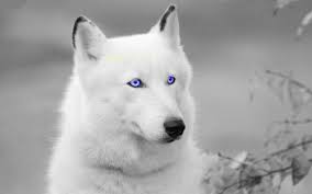 Wolf Catalogopet Net Wolf With Blue Eyes Wolf Eyes Beautiful Wolves