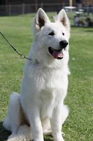 Check spelling or type a new query. Eishund White Swiss Shepherds White Swiss Shepherd Pet Dogs Puppies White Shepherd